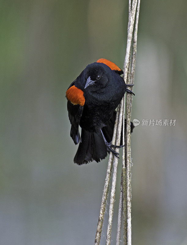 红翼黑鹂(Agelaius phoenicus)是黄鹂科的一种雀形目鸟类，在北美大部分地区和中美洲大部分地区都有发现。
